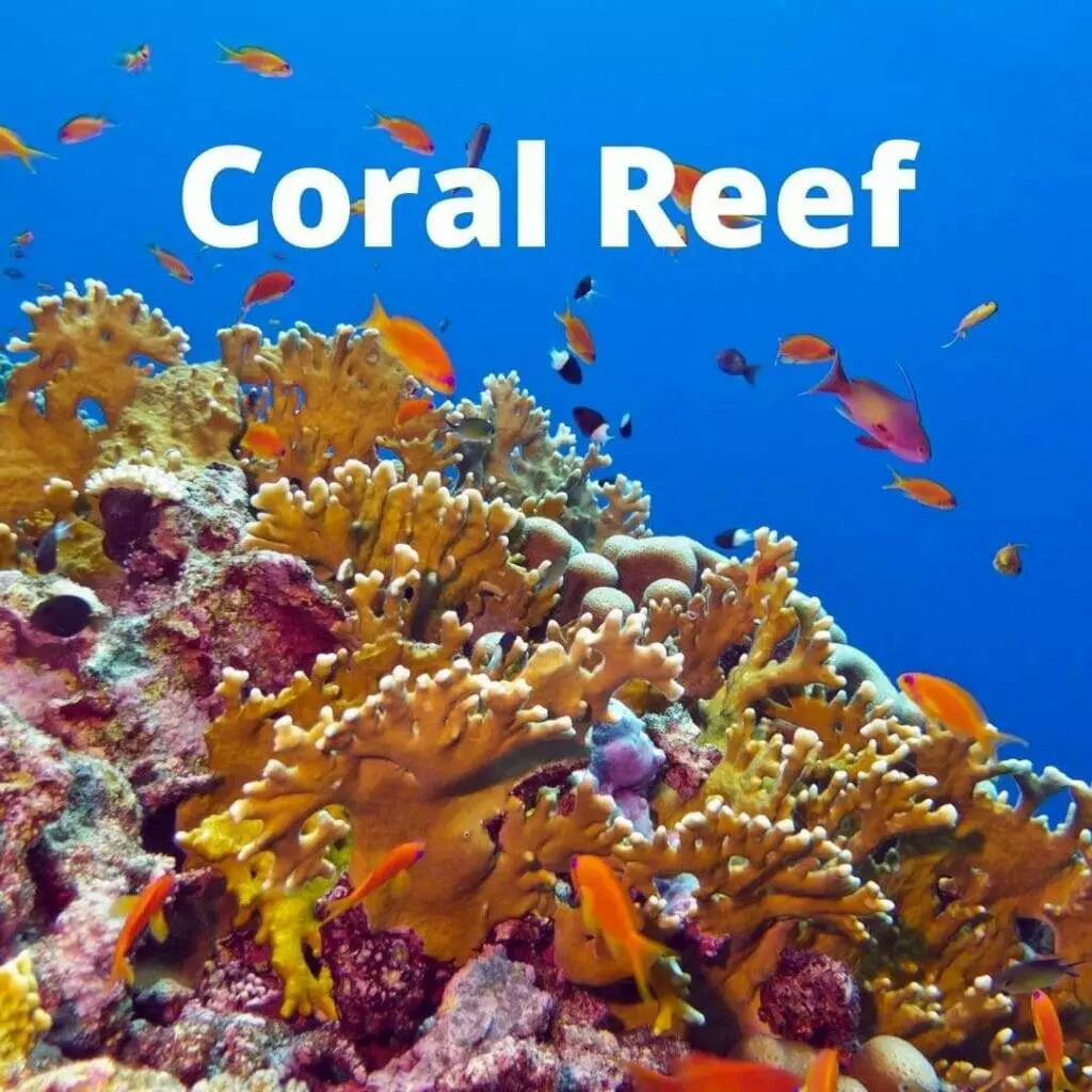 The Coral Triangle: A Marine Biodiversity Hotspot in Crisis [MAP ...