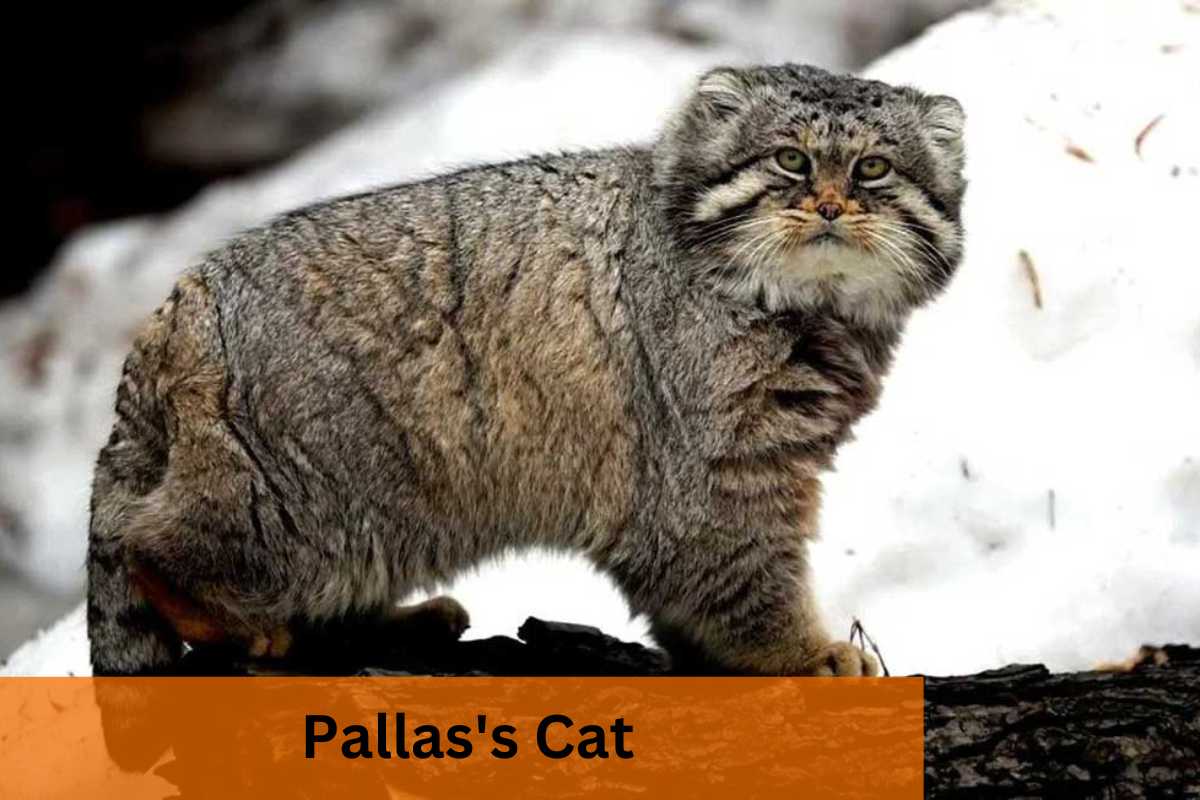 2 Wildcats of India Get CMS Protection - UPSC Colorfull notes